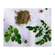 Moringa Powder Capsules 60 Stk., A-Nr.: 4583412 - 01